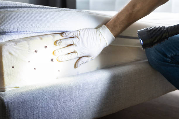 Best Local Pest Control Services  in Traverse City, MI