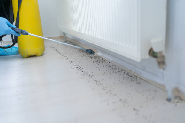 Reliable Traverse City, MI Pest Control Solutions